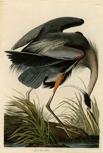 John James Audubon [Public domain], via Wikimedia Commons